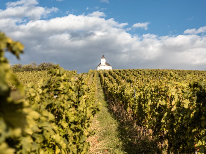 Vino: in Ungheria vivi 8 picnic speciali, eventi e festival dedicati alle delizie di Bacco