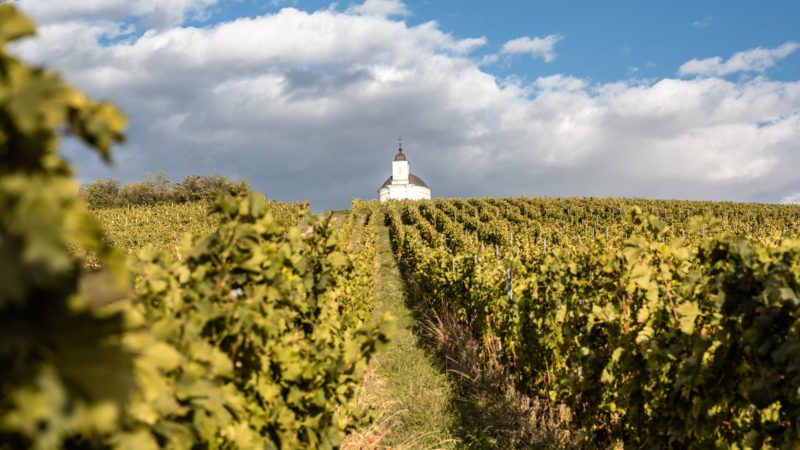 Vino: in Ungheria vivi 8 picnic speciali, eventi e festival dedicati alle delizie di Bacco