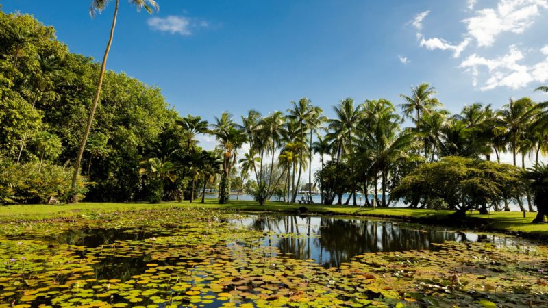 Giardini profumati e incantevoli parchi ne Le Isole di Tahiti in Polinesia