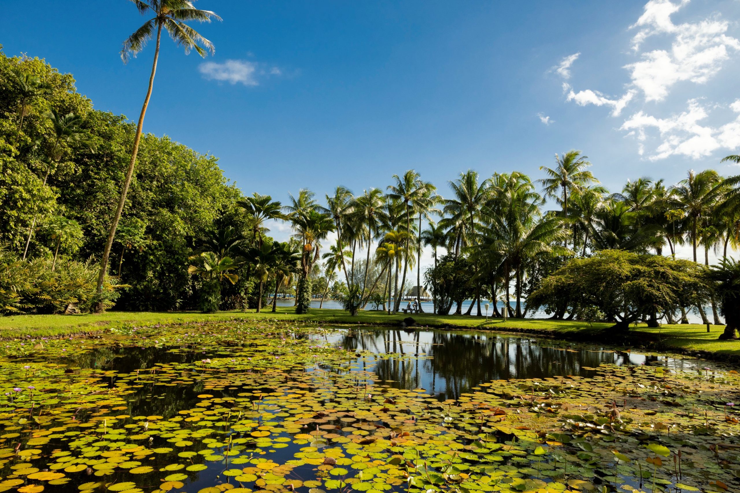 Giardini profumati e incantevoli parchi ne Le Isole di Tahiti in Polinesia