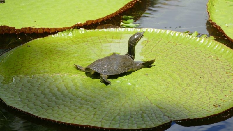 Mauritius: l’isola in perfetta armonia tra natura e patrimonio culturale