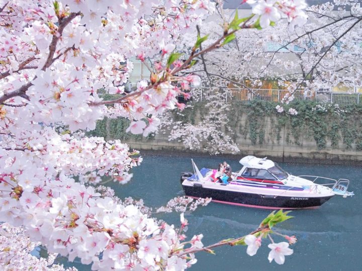 Tokyo, Giappone: la magia della fioritura dei sakura