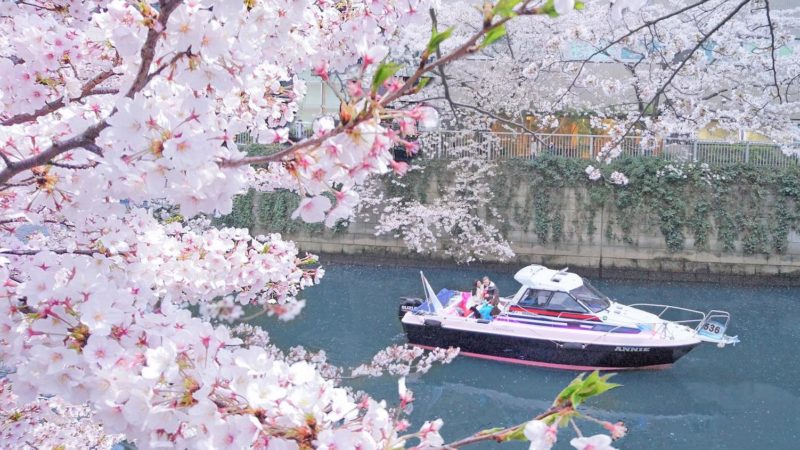 Tokyo, Giappone: la magia della fioritura dei sakura