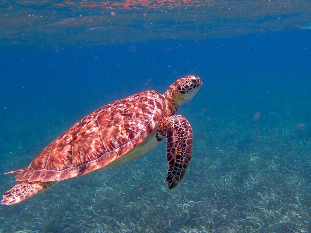 Koh Lipe