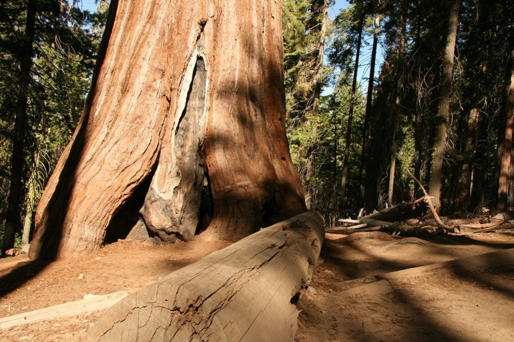 Yosemite National Park