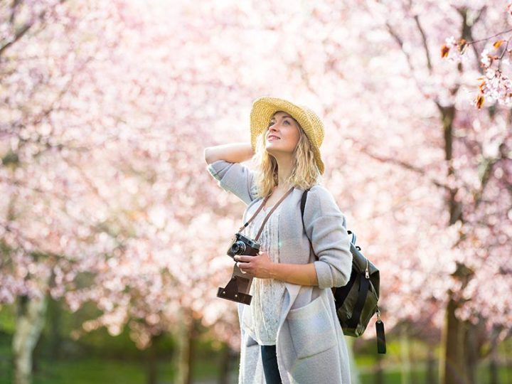 Giappone – Sakura, i fiori di ciliegio, icona di bellezza effimera e rinascita