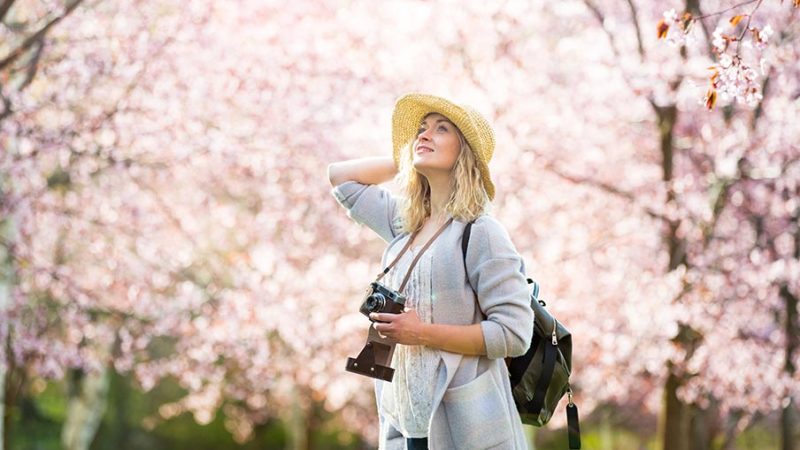 Giappone – Sakura, i fiori di ciliegio, icona di bellezza effimera e rinascita
