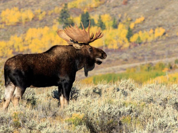 Wyoming da scoprire con tour ed escursioni guidati nel The Great American West degli Stati Uniti