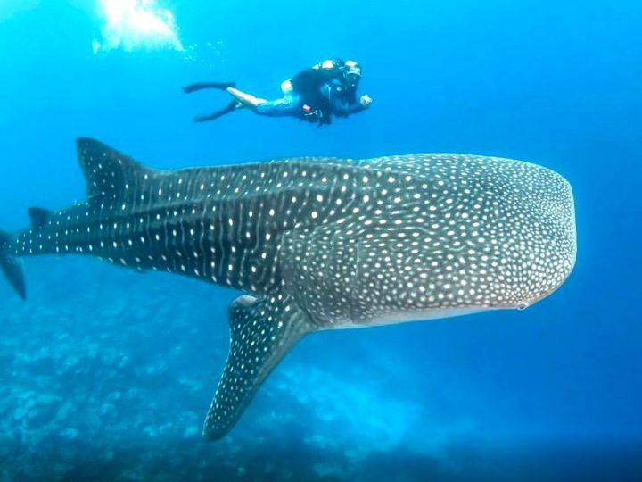 Le Isole di Tahiti: nuotare con le balene nella Polinesia Francese