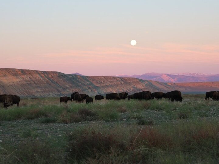 Wyoming: il ritorno del bisonte in The Great American West 