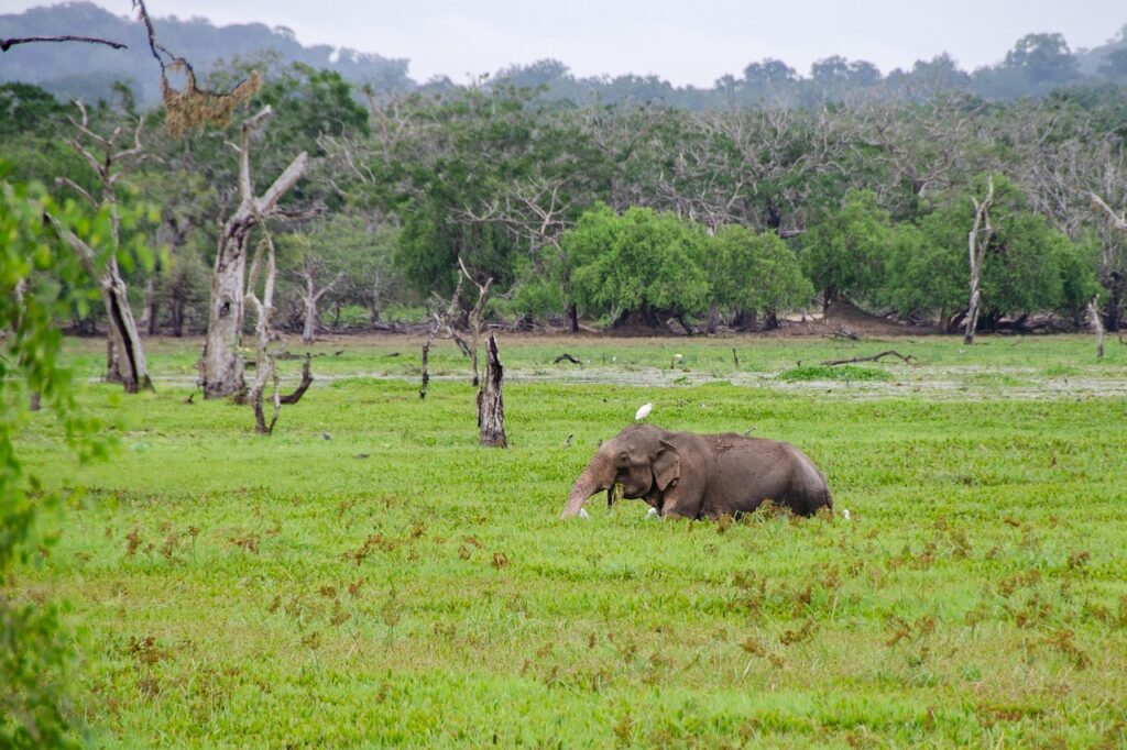 Sri Lanka