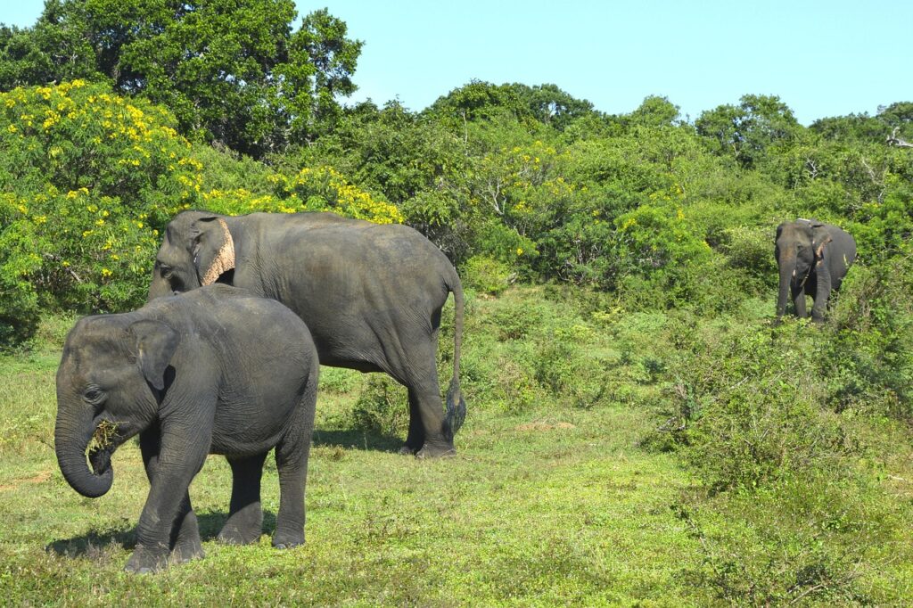 Sri Lanka