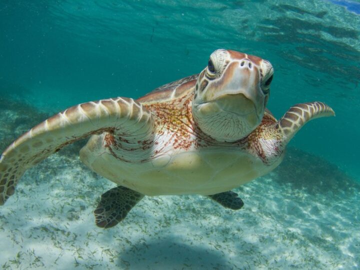 Seychelles: Cousin Island, un santuario di biodiversità e innovazione