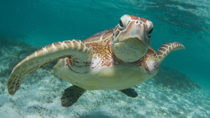 Seychelles: Cousin Island, un santuario di biodiversità e innovazione