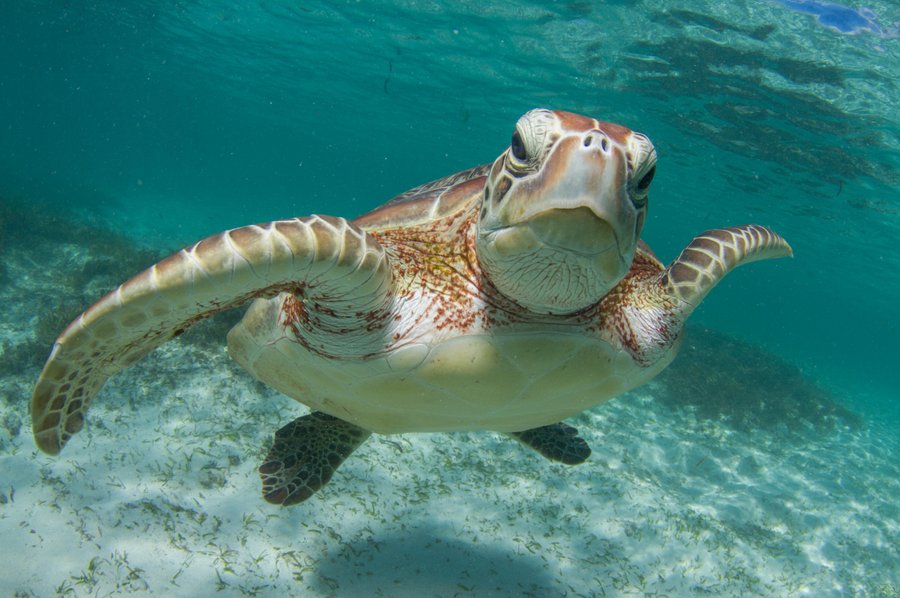 Seychelles: Cousin Island, un santuario di biodiversità e innovazione