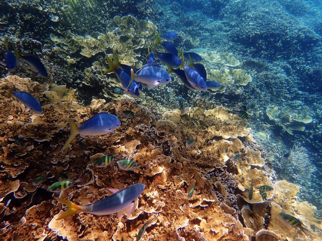 Australia