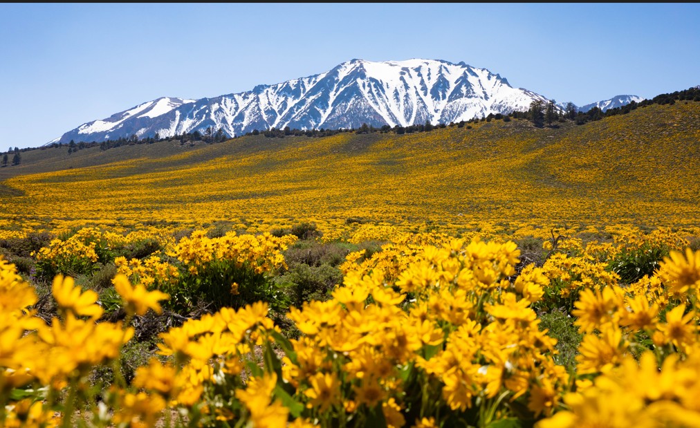 Mammoth Lakes