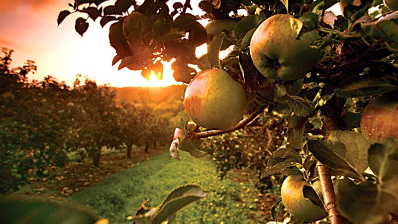 Irlanda – Festival gastronomici per un assaggio d’autunno