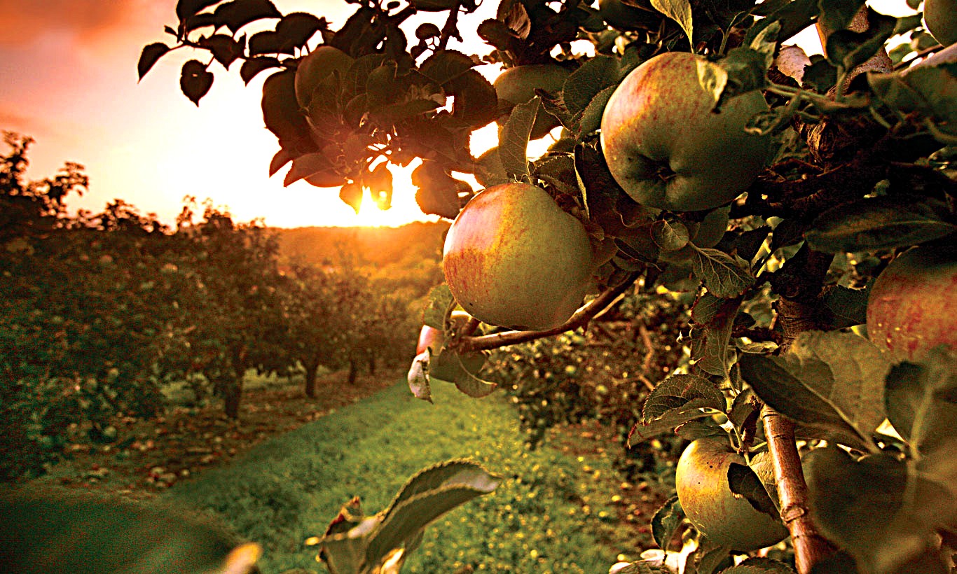 Irlanda – Festival gastronomici per un assaggio d’autunno