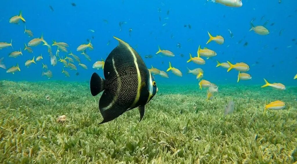 Caraibi
