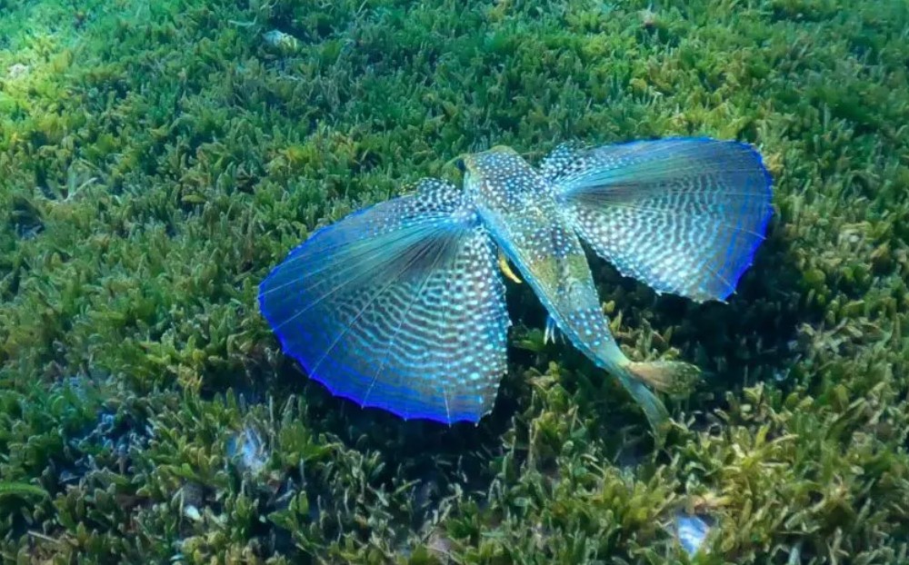 Caraibi