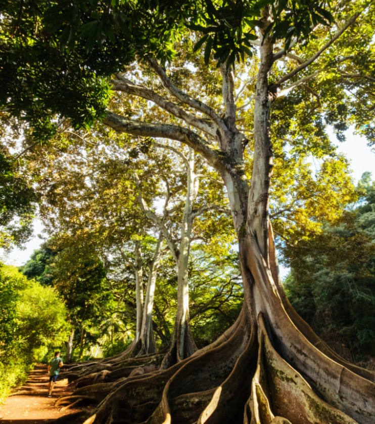 Kaua'i
