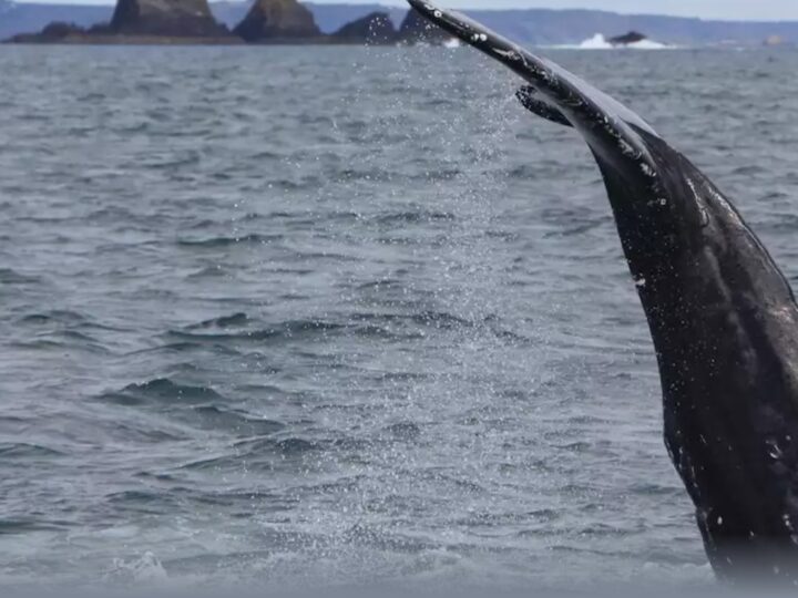 Irlanda: un viaggio tra balene e delfini sulla Wild Atlantic Way