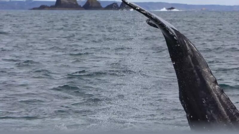 Irlanda: un viaggio tra balene e delfini sulla Wild Atlantic Way