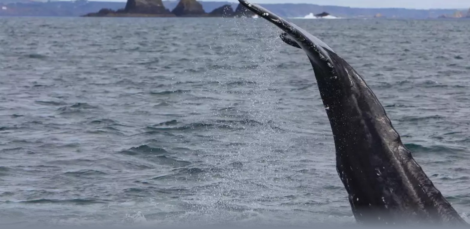 Irlanda: un viaggio tra balene e delfini sulla Wild Atlantic Way