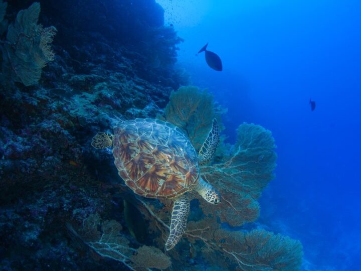 Seychelles: conservazione e tutela ambientale a Île Platte 