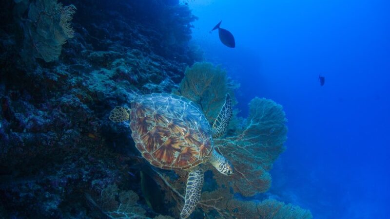 Seychelles: conservazione e tutela ambientale a Île Platte 