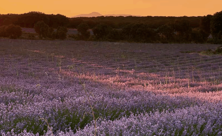 Spagna: 15 spettacolari fioriture per vivere la primavera