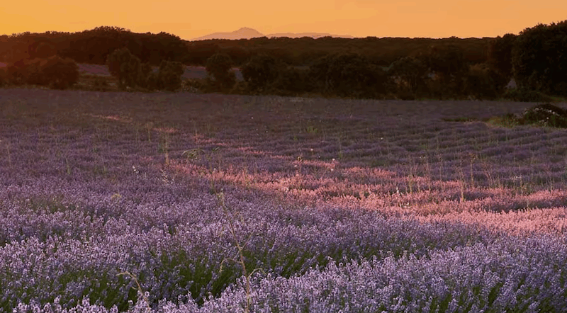 Spagna: 15 spettacolari fioriture per vivere la primavera