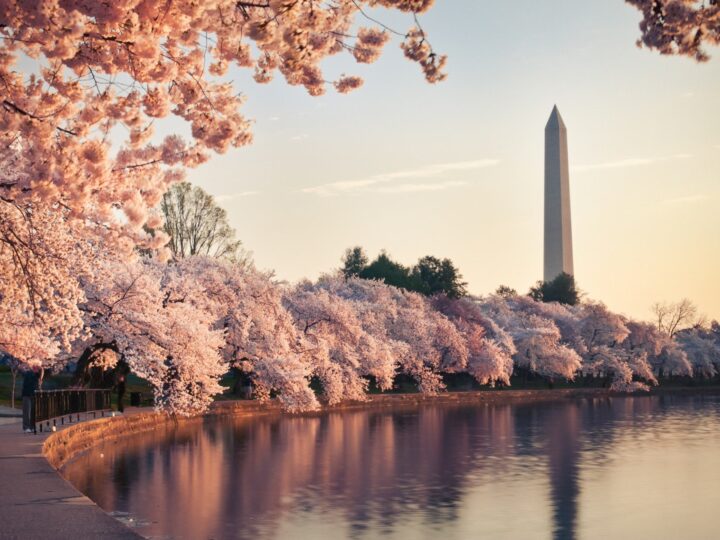 Washington, D.C.: la magia della fioritura dei ciliegi e il suo segreto genetico