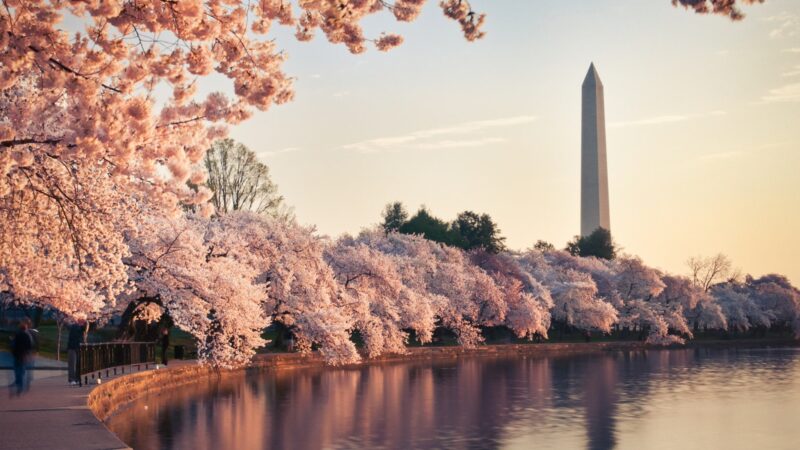 Washington, D.C.: la magia della fioritura dei ciliegi e il suo segreto genetico