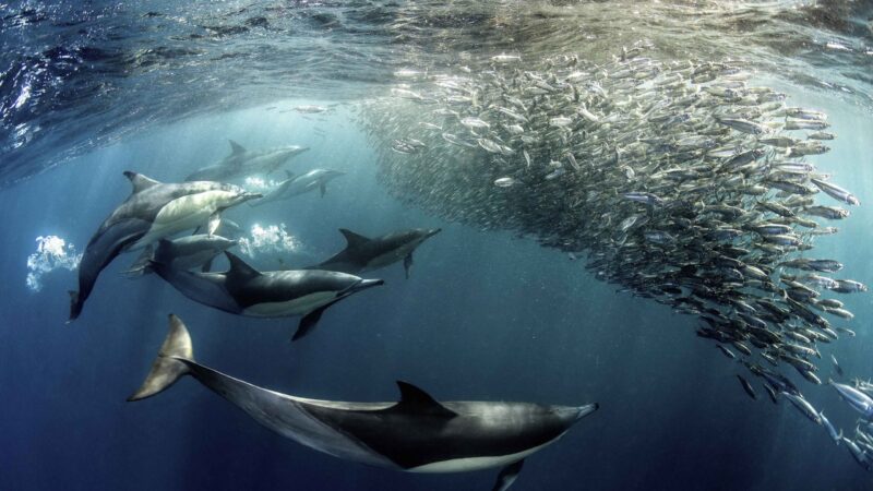 Sudafrica: 10 Esperienze Autentiche fuori dai Circuiti Turistici