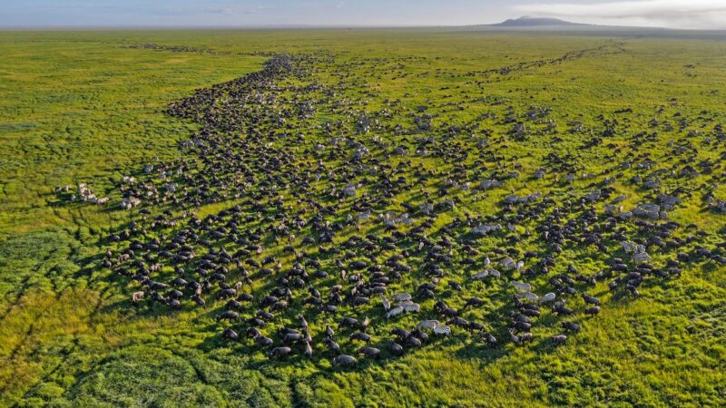Serengeti: la Grande Migrazione degli Gnu che ogni anno ridisegna la savana della Tanzania