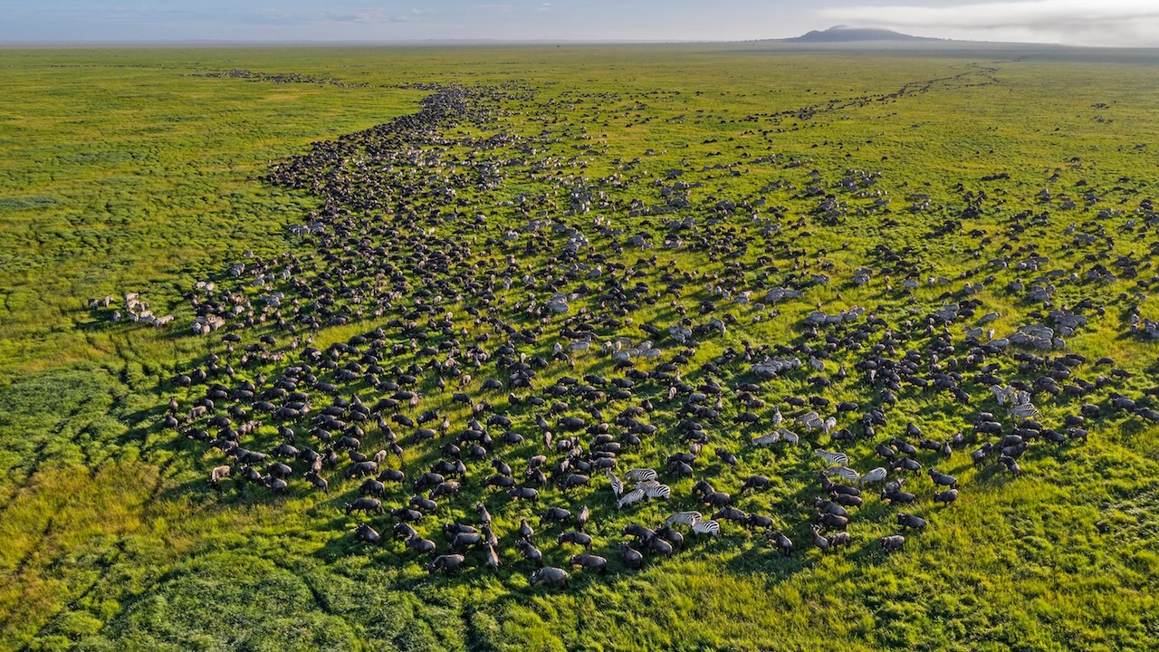Serengeti: la Grande Migrazione degli Gnu che ogni anno ridisegna la savana della Tanzania