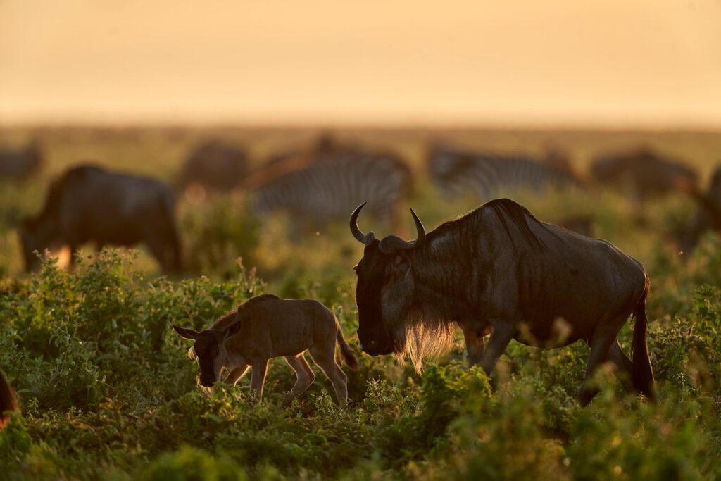 Serengeti