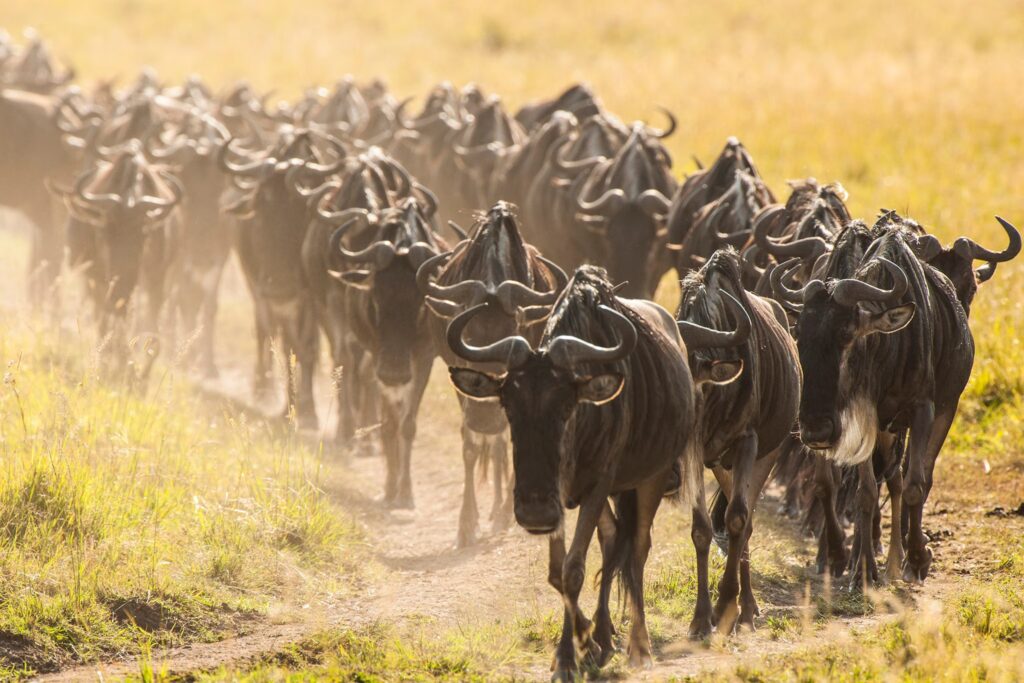 Serengeti
