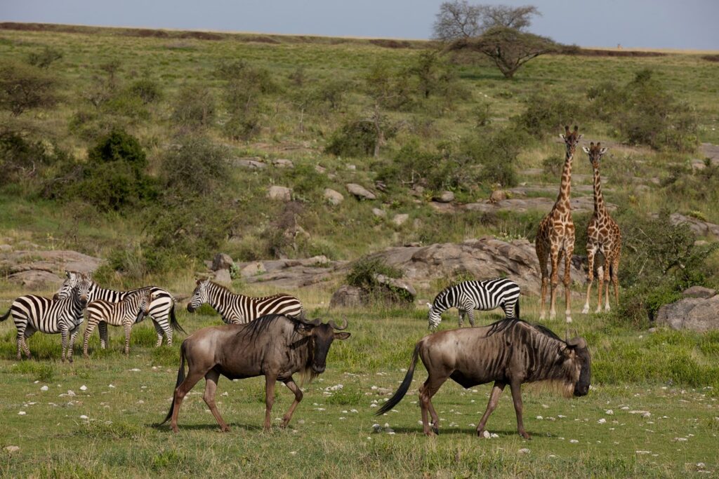 Serengeti
